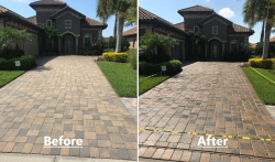 Driveway with pavers and palm trees